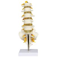 Walter Products 28cm Lumbar Spinal Column Model
