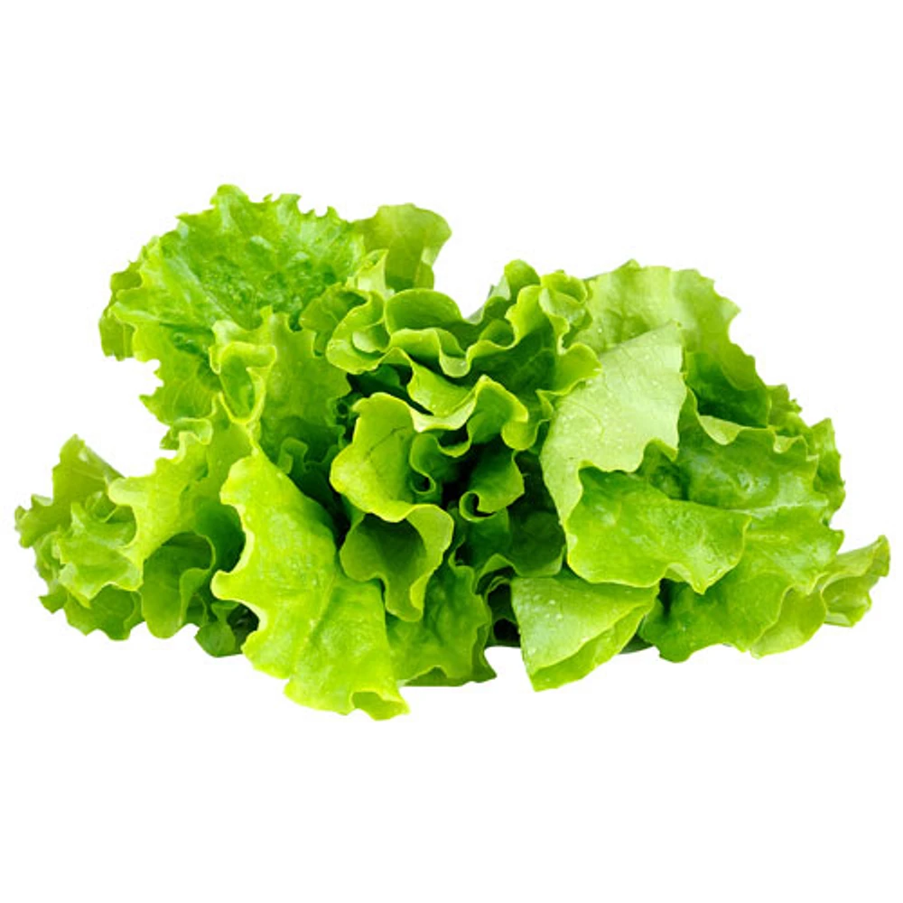 Click & Grow Lettuce Seed Capsule Refill - 3 Pack