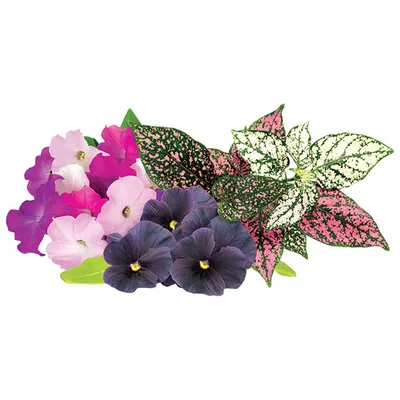 Click & Grow Aromatic Flowers Mix Seed Capsule Refill: Petunia, Black Pansy, Polka Dot - 9 Pack