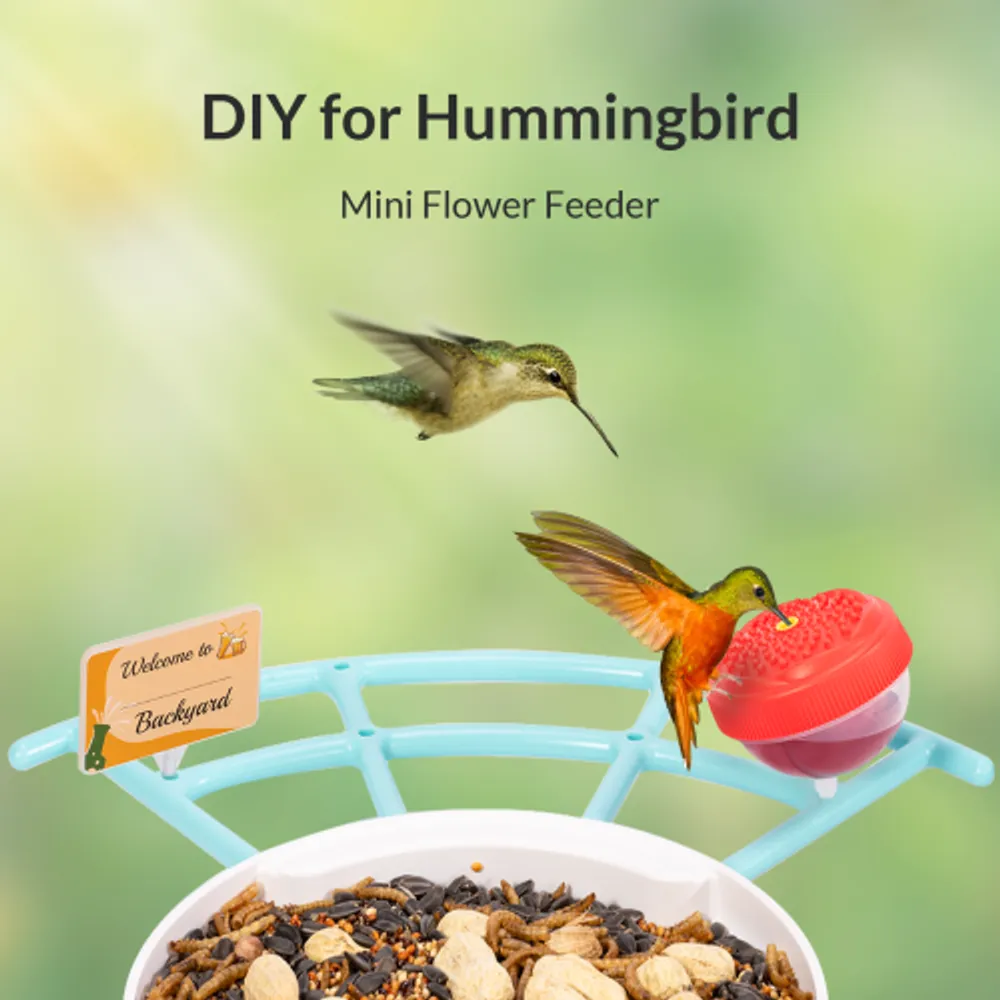 Netvue Hummingbird Feeder with Camera, 2 in 1 Bird Feeder for Wild