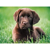 Clementoni High Quality Collection: Chocolate Puppy Puzzle - 500 Pieces