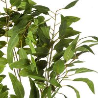 Árbol eucalipto maceta 170