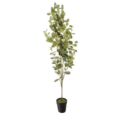 Planta eucalipto maceta