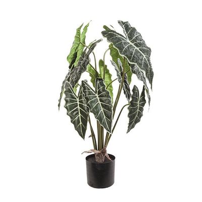 Planta syngonium 81 cm
