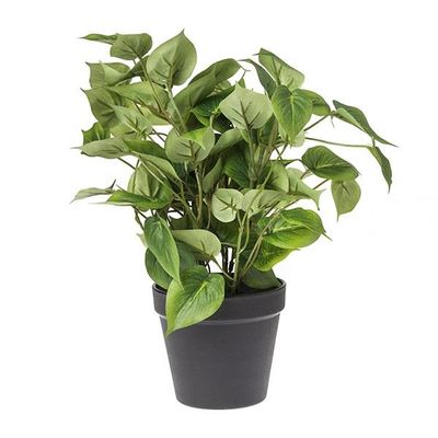 Planta philo 37 cm