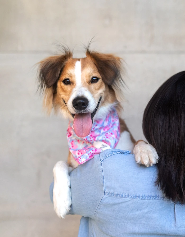 Pañuelo para perro