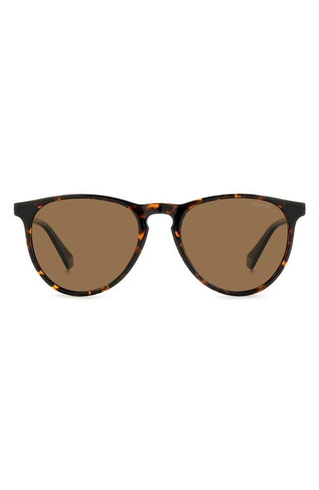 Polaroid 54mm Polarized Round Sunglasses in Havana/Bronze Polarized at Nordstrom