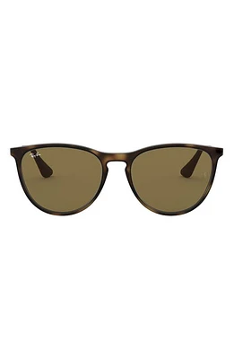 Ray-Ban Junior 50mm Round Sunglasses in Havana/Brown Solid at Nordstrom