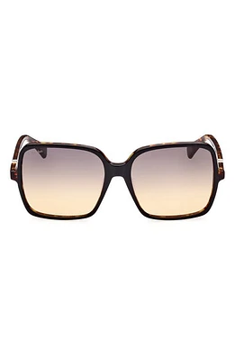 Max Mara 60mm Gradient Square Sunglasses in Shiny Bilayer Black Havana at Nordstrom