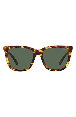 Polo Ralph Lauren 55mm Square Sunglasses in Brown Multi at Nordstrom