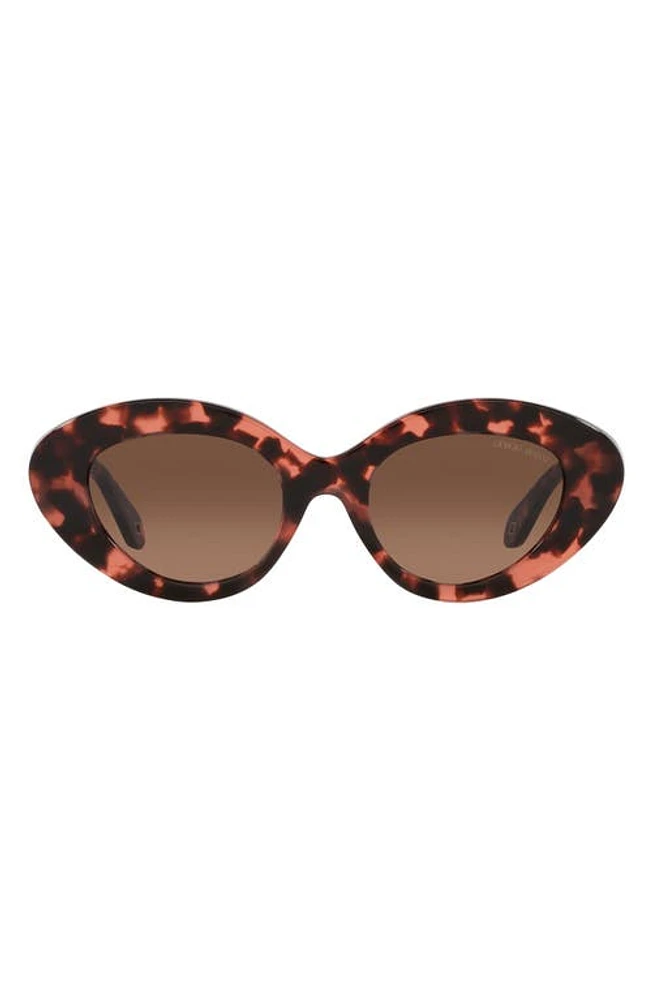 Armani Exchange 50mm Gradient Small Cat Eye Sunglasses in Havana Pink at Nordstrom