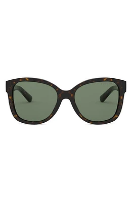 Ralph Lauren 54mm Square Sunglasses in Shiny Dark Havana/green at Nordstrom