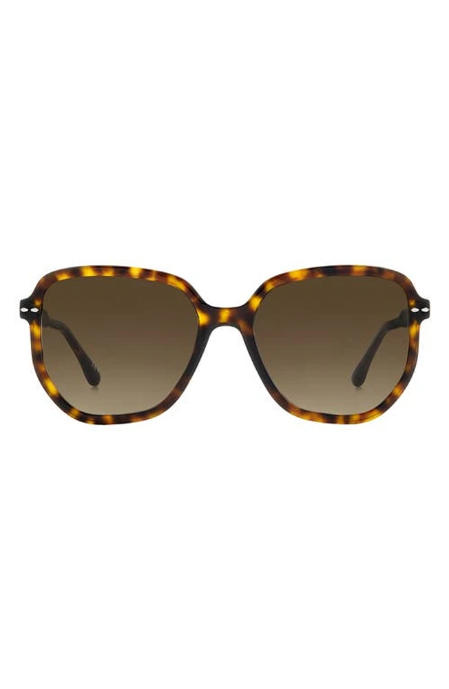 Isabel Marant 52mm Round Sunglasses in Havana Brown/Gradient at Nordstrom