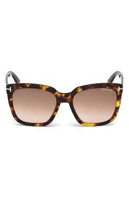 TOM FORD Amarra 55mm Gradient Lens Square Sunglasses in Havana/Gradient Brown at Nordstrom