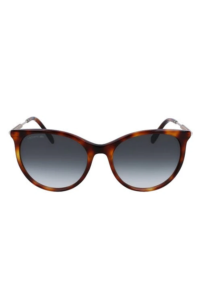 Lacoste 54mm Gradient Oval Sunglasses in Havana at Nordstrom