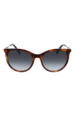 Lacoste 54mm Gradient Oval Sunglasses in Havana at Nordstrom