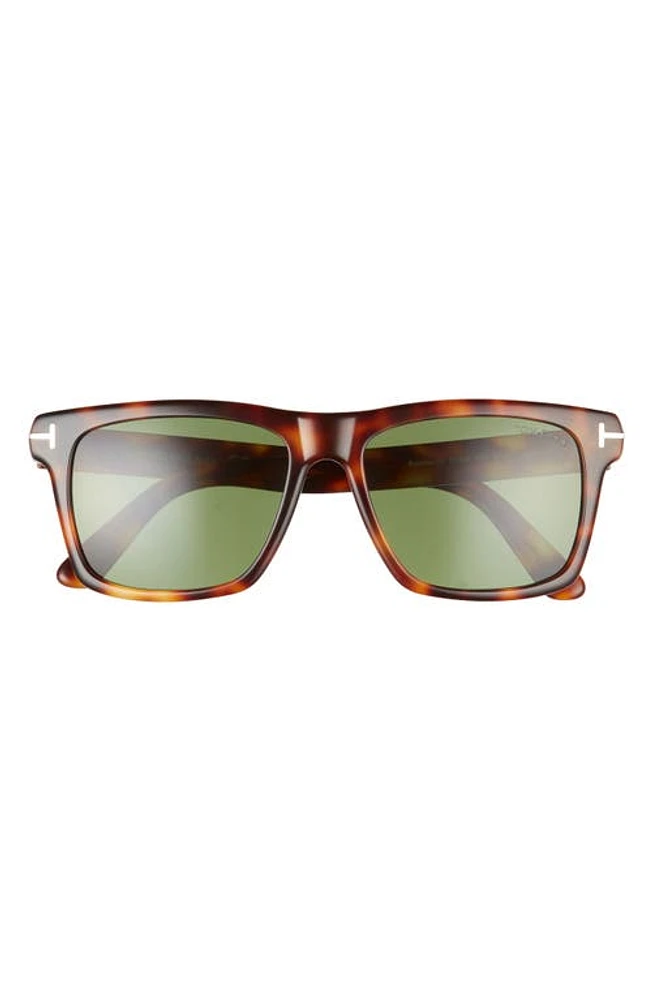 TOM FORD Buckley-02 56mm Square Sunglasses in Havana/Green at Nordstrom