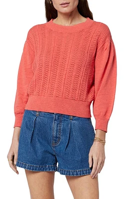 Joie Pointelle Organic Cotton Sweater Spiced Coral at Nordstrom,