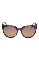 TOM FORD Moira 53mm Polarized Butterfly Sunglasses in Dark Havana /Brown at Nordstrom