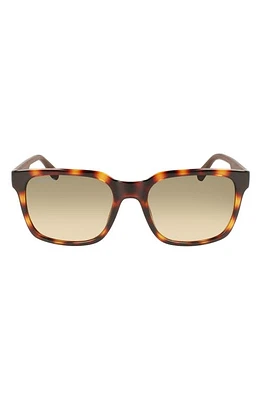 Lacoste 55mm Modified Rectangular Sunglasses in Havana at Nordstrom