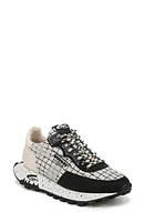 Circus NY by Sam Edelman Devyn Sneaker Vanilla Bean /Black at Nordstrom,