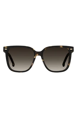 Carrera Eyewear 55mm Rectangular Sunglasses in Havana/Brown Gradient at Nordstrom