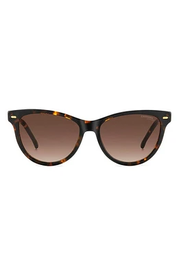 Carrera Eyewear 54mm Cat Eye Sunglasses in Havana/Brown Gradient at Nordstrom