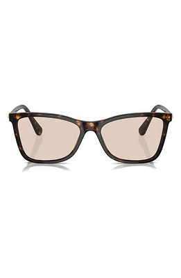 Swarovski 55mm Polarized Rectangle Sunglasses in Dk Havana at Nordstrom