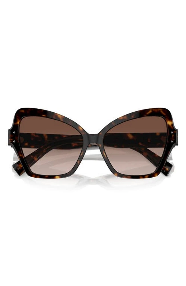 Dolce & Gabbana 56mm Butterfly Polarized Sunglasses in Havana at Nordstrom