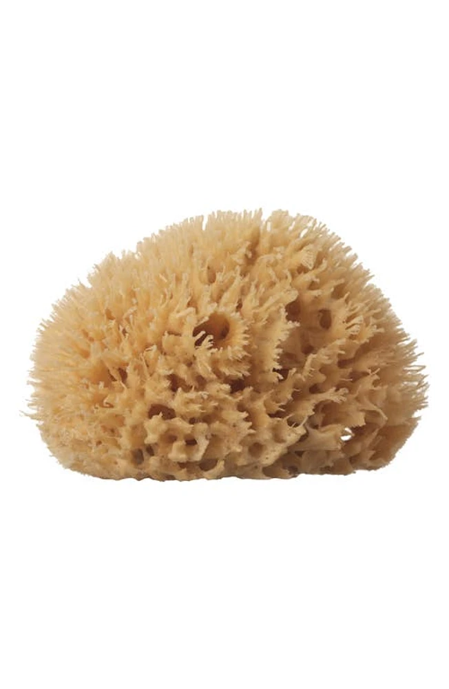 well kept Medium Sea Sponge at Nordstrom