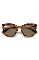 Polaroid 52mm Polarized Cat Eye Sunglasses in Havana/Bronze Polar at Nordstrom