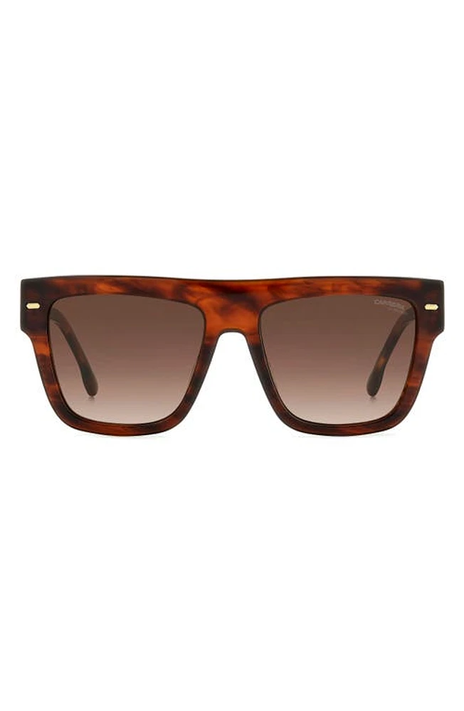 Carrera Eyewear 55mm Flat Top Sunglasses in Brown Horn/Brown Gradient at Nordstrom