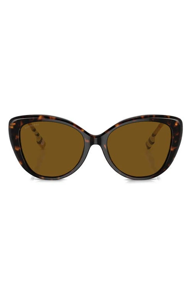 burberry 54mm Polarized Cat Eye Sunglasses in Dark Havana at Nordstrom