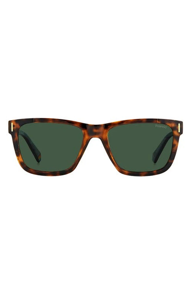 Polaroid 54mm Polarized Square Sunglasse in Havana/Green Polar at Nordstrom