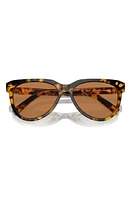 Miu Miu 56mm Phantos Sunglasses in Blond Havana at Nordstrom