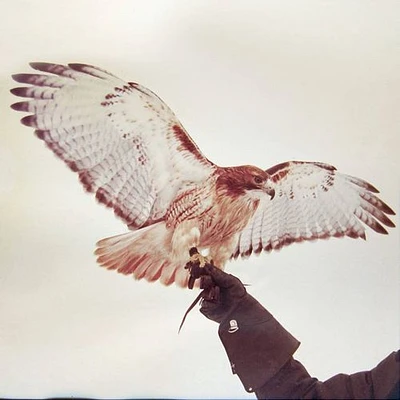 Wild Birds [LP] - VINYL