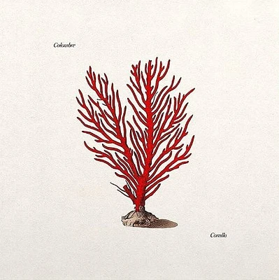 Corallo [LP] - VINYL