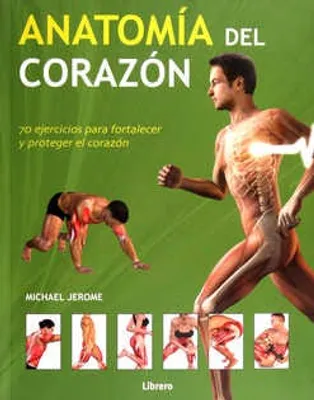 Anatomía del corazón