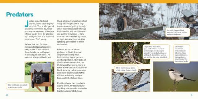 How to Feed Backyard Birds: A Step-by-Step Guide for Kids
