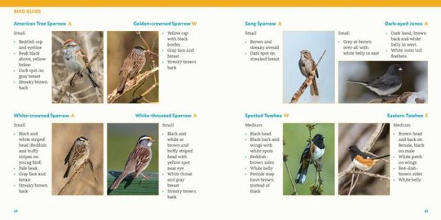 How to Feed Backyard Birds: A Step-by-Step Guide for Kids