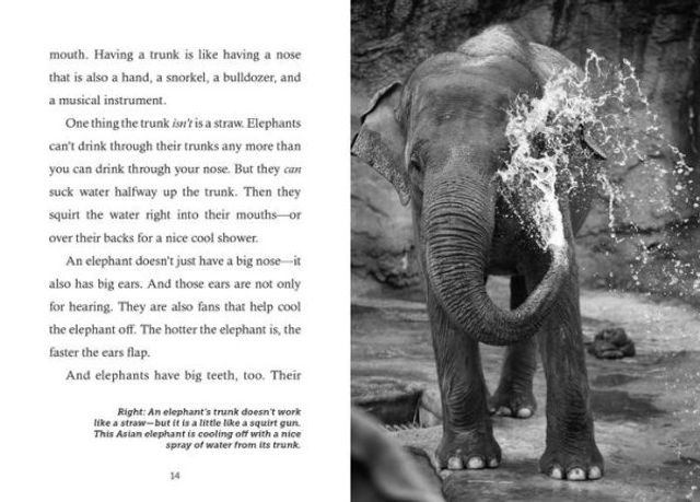 Save the...Elephants