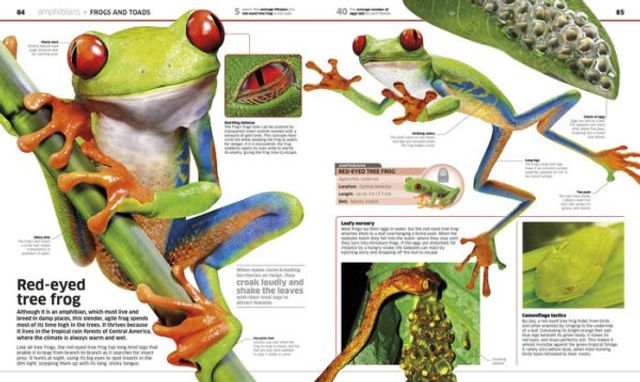 Knowledge Encyclopedia Animal!: The Animal Kingdom as You've Never Seen It Before