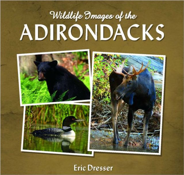 Wildlife Images Of The Adirondacks