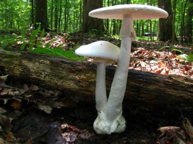 Funky Fungi: 30 Activities for Exploring Molds, Mushrooms, Lichens, and More
