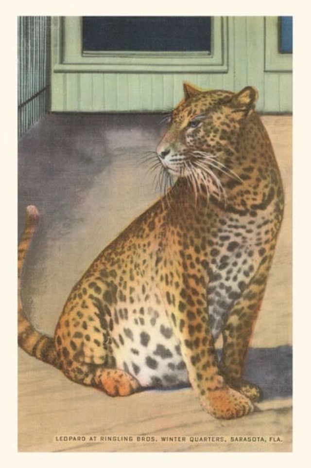 Vintage Journal Leopard, Sarasota, Florida