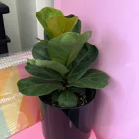 6” Fiddle Leaf Fig