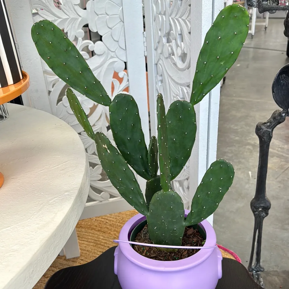 6” Cactus Optunia