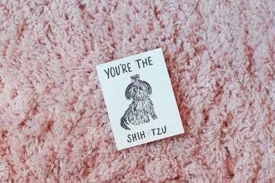 You're The Shih Tzu