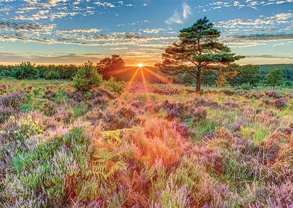 Heather at Sunset – Jigsaw Puzzle – 500 Pcs