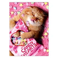 Sweetheart Cat Valentine's Day Card